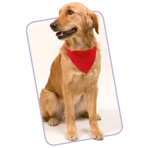 Collar Bandana Roco — vista 4